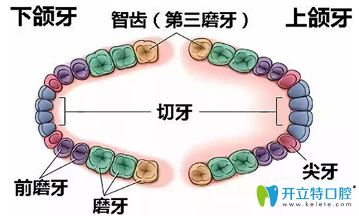 拔牙時(shí)專門了解了下智齒一定要拔嗎以及拔智齒多少錢