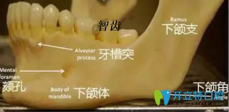 開立特口腔智齒與臉型圖